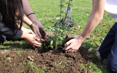 Trabajando por la Conservación del Medio Ambiente: Plan de Reforestación Sector Salón Auditorio